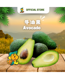 Australia Avocado 
