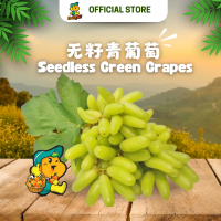 Green Grapes Seedless (500g/pack)