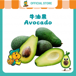 Australia Avocado 